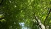 Tree with green leafs looking from below. Blue sky in the background.